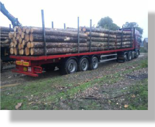 Timber being loaded onto haulage